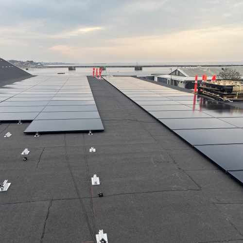 Nærbillede af solcellepaneler på Storebælt Camping i forårssolen. Anlægget på 2 x 85 kW producerer grøn energi til campingpladsens drift og sikrer stabile elpriser for gæster i telt, mobile home eller autocamper.